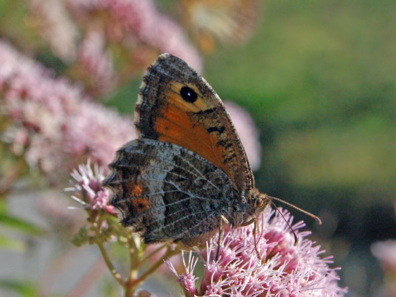 Satyrinae ID - Arethusana arethusa